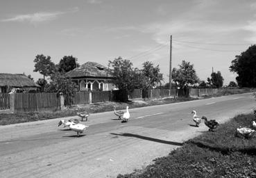 Iconographie - Valea Nucarilor - Oies sur la route