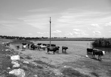 Iconographie - Valea Nucarilor - Vaches s'abreuvant