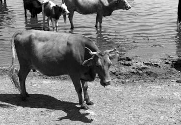 Iconographie - Valea Nucarilor - Vaches s'abreuvant