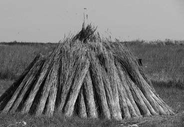 Iconographie - Histrina - Site archéologique de l'ancienne ville