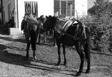 Iconographie - Pamporovo - Départ de chevaux bâtés