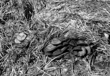 Iconographie - Siroka Laka - Champignons au mont Perelik