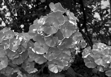 Iconographie - Koprivštica - Fleurs