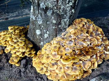 Iconographie - Champignons à La Foudrière