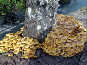 Iconographie - Champignons à La Foudrière