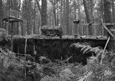 Iconographie - Dans les Landes, la palombière en forêt