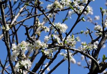 Iconographie - Arbre fruitier en fleurs