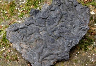 Iconographie - Reste de minerai de fer dans le jardin de Wandlitz