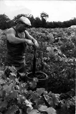 Iconographie - Homme pressant le raisin