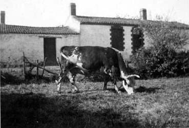 Iconographie - Vache dans un champ au Vieux-Four