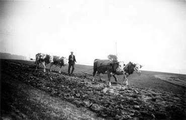 Iconographie - Deux paires de boeufs tirant des herses au Vieux-Four