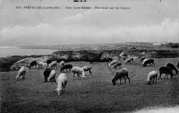 Iconographie - Côte Saint-Gildas - Pâturage sur la falaise