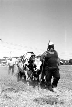 Iconographie - Pierre Dubreil menant ses boeufs lors d'une fête en juillet