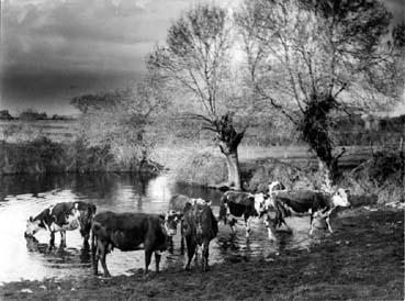 Iconographie - Vaches au beurvas (abreuvoir), au village de La Rochelle