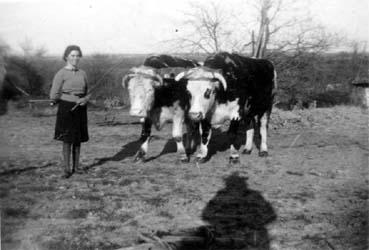 Iconographie - Germaine Epervier posant avec une paire de boeufs