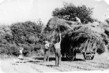 Iconographie - Bruneteau Francis (père et fils) chargeant de gerbes de blé à La Faye
