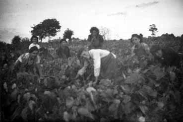 Iconographie - Vendangeurs posant dans les vignes