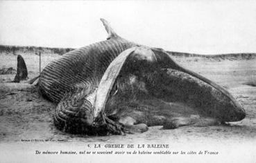 Iconographie - La gueule de la baleine