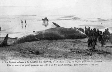 Iconographie - La baleine échouée ... le 28 mars 1919