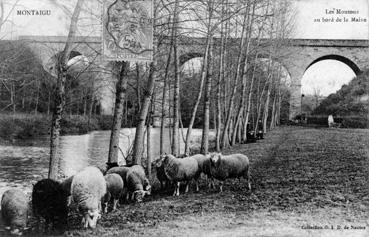 Iconographie - Les moutons au bord de la Maine