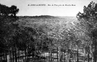 Iconographie - Mer de pins prise du Moulin Rose