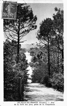 Iconographie - Vue de la forêt des pins, prise de la Chapellenie