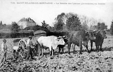 Iconographie - La récolte des lisettes (bettrave) en Vendée