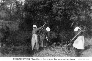 Iconographie - Récolte des pommes de terre à Noirmoutier