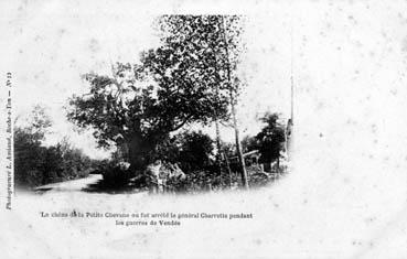 Iconographie - Le chêne de la Petite Chevasse où fut arrêté le général Charrette