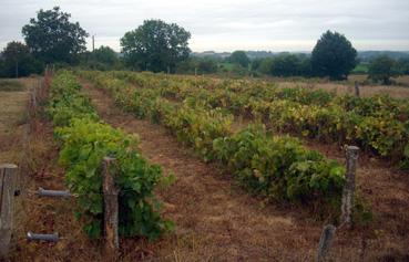 Iconographie - La vigne de Pierre Gatard, de Menomblet