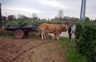 Iconographie - Pierre Gatard et ses vaches attelées