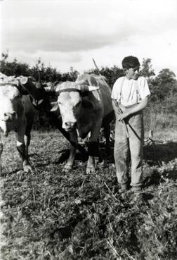 Iconographie - Paul, fils Drouet avec les boeufs