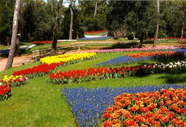 Iconographie - Massifs de tulipes du parc des Floralies