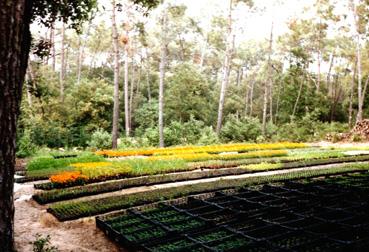 Iconographie - Les Floralies - Plants en attente