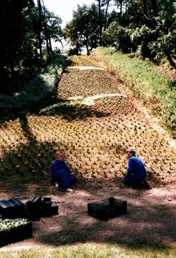 Iconographie - Les Floralies - Plantation d'un massif