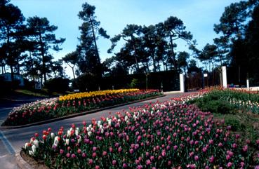 Iconographie - Fleurs du parc des Floralies