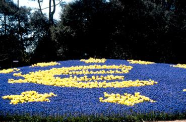 Iconographie - Fleurs du parc des Floralies