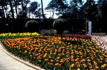 Iconographie - Fleurs du parc des Floralies près du parking