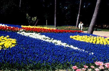 Iconographie - Fleurs du parc des Floralies