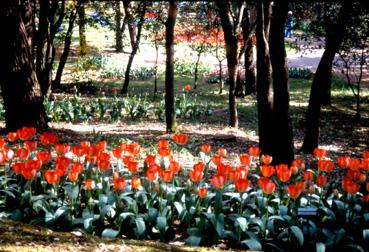 Iconographie - Fleurs du parc des Floralies