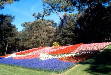 Iconographie - Fleurs du parc des Floralies