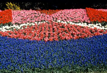 Iconographie - Fleurs du parc des Floralies