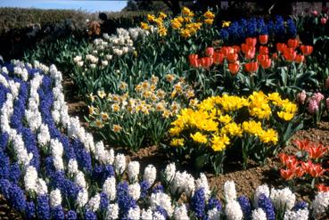 Iconographie - Fleurs du parc des Floralies