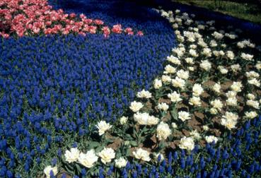 Iconographie - Fleurs du parc des Floralies