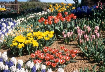 Iconographie - Fleurs du parc des Floralies