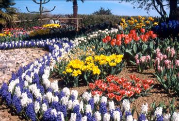 Iconographie - Fleurs du parc des Floralies