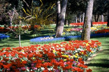 Iconographie - Fleurs du parc des Floralies