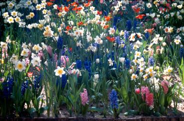 Iconographie - Fleurs du parc des Floralies