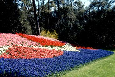 Iconographie - Fleurs du parc des Floralies