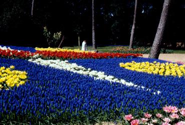 Iconographie - Fleurs du parc des Floralies